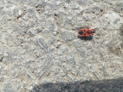 Pyrrhocoris apterus