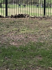 Turdus migratorius