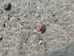 Pyrrhocoris apterus