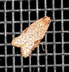 Meritastis piperata