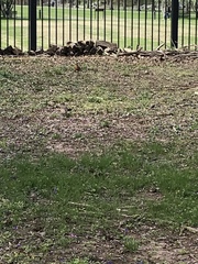 Turdus migratorius