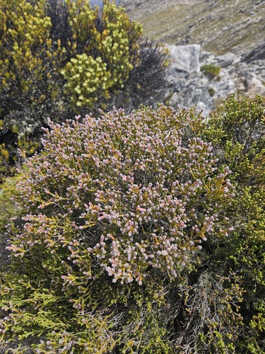 Tufted Gonna (Passerina burchellii)