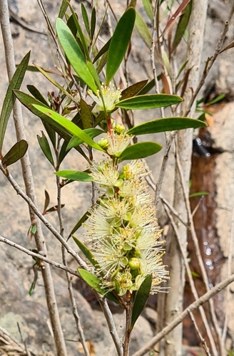 Image of Melaleuca paludicola by (c) Heath Hunter, some rights reserved (CC BY)