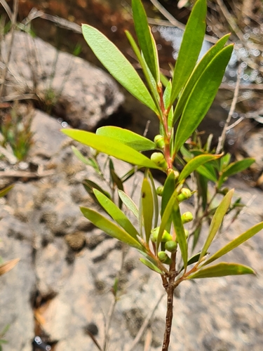 Image of Melaleuca paludicola by (c) Heath Hunter, some rights reserved (CC BY)