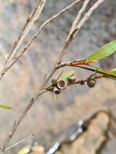 Image of Melaleuca paludicola by (c) Heath Hunter, some rights reserved (CC BY)