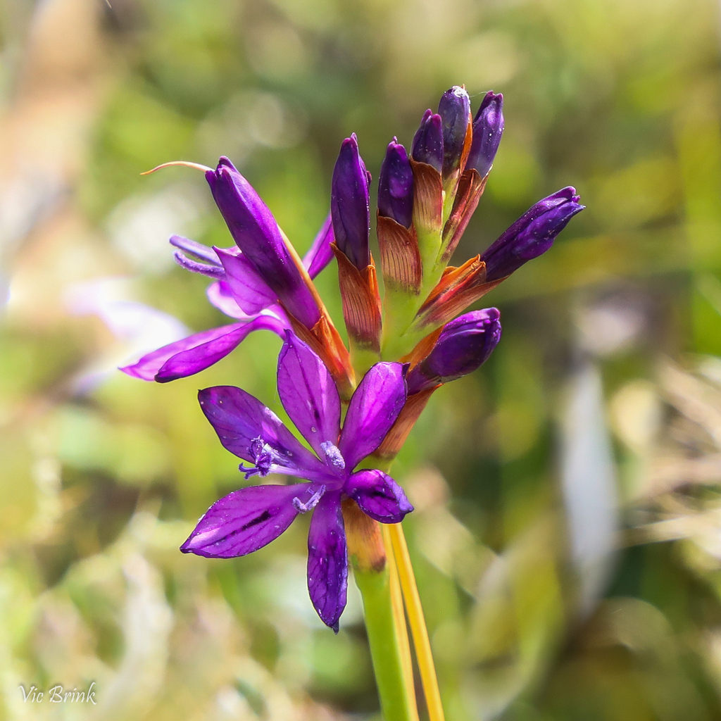 Common Summerpipes from Kleinmond, 7195, South Africa on November 24