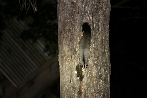 Squirrel Glider