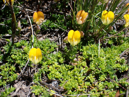Image of Flatasapancake Capegorse (Aspalathus patens) by (c) Ren Hoekstra, some rights reserved (CC BY)