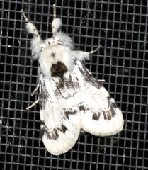 Iropoca rotundata