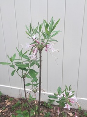Rhododendron canescens