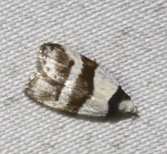 Eulechria triferella