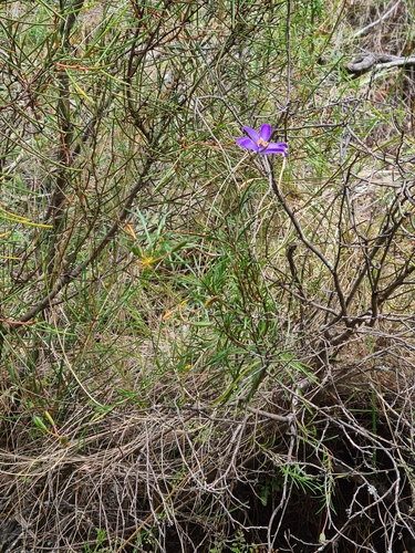 Image of Cheiranthera alternifolia by (c) Heath Hunter, some rights reserved (CC BY)
