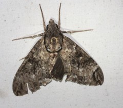 Psilogramma menephron