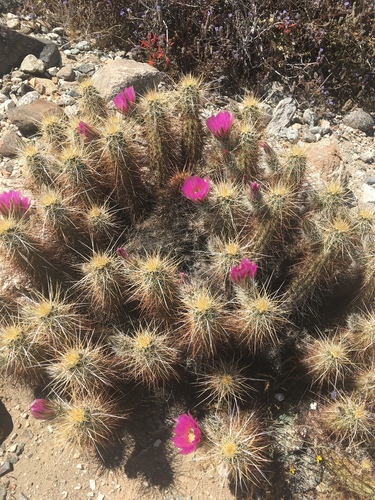 iNaturalist observation photo of Echinocereus engelmannii engelmannii