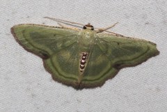 Metallochlora lineata