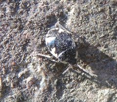 Tritomegas rotundipennis