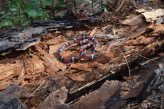 Lampropeltis elapsoides