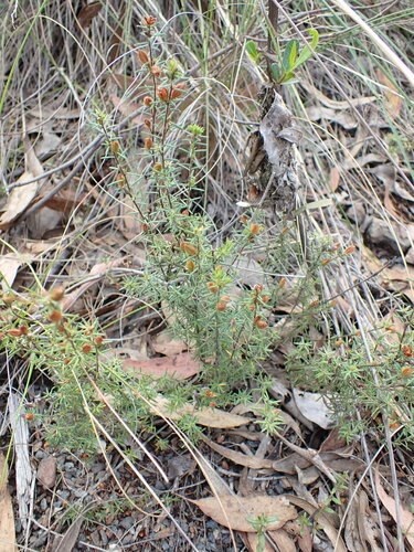 Image of Hibbertia calycina by (c) Leon Perrie, some rights reserved (CC BY)