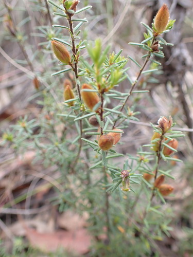 Image of Hibbertia calycina by (c) Leon Perrie, some rights reserved (CC BY)