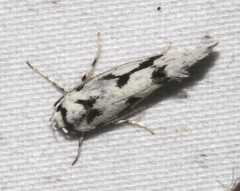 Lichenaula calligrapha