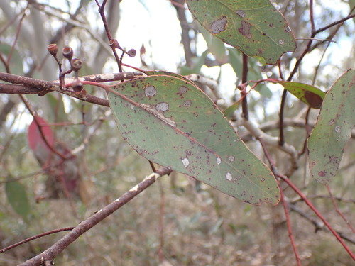 Image of Eucalyptus polyanthemos by (c) Leon Perrie, some rights reserved (CC BY)
