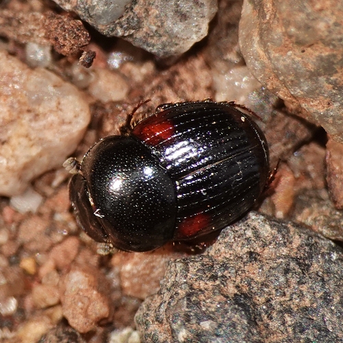 Onthophagus quadripustulatus