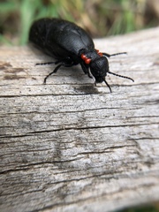 Physomeloe corallifer