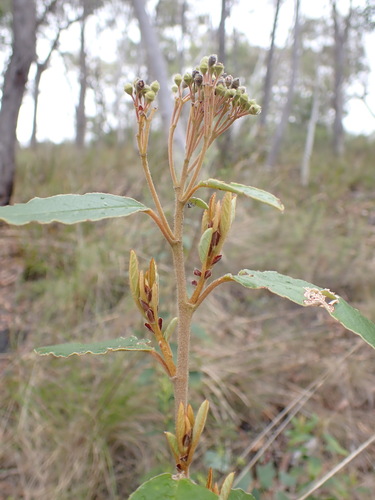 Image of Pomaderris intermedia by (c) Leon Perrie, some rights reserved (CC BY)