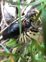 Physomeloe corallifer