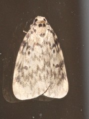 Hectobrocha subnigra