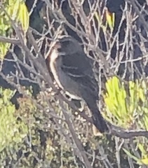 Crithagra leucoptera