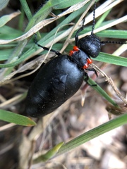 Physomeloe corallifer