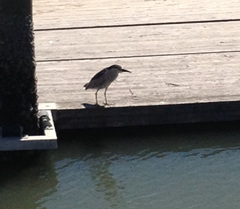 Nycticorax nycticorax