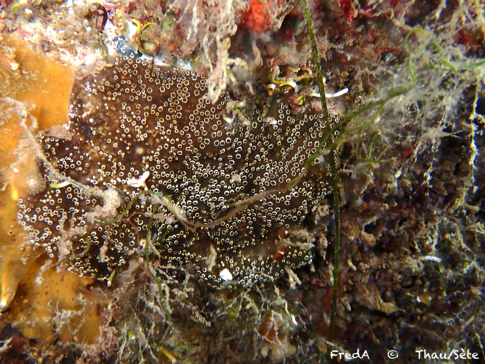 Distaplia bermudensis Van Name, 1902
