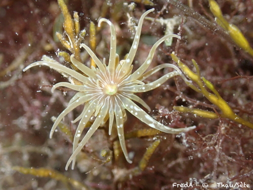 Anemone cenere