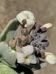 Dithyrea maritima
