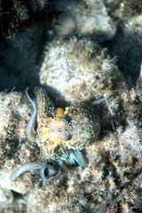 Common Octopus