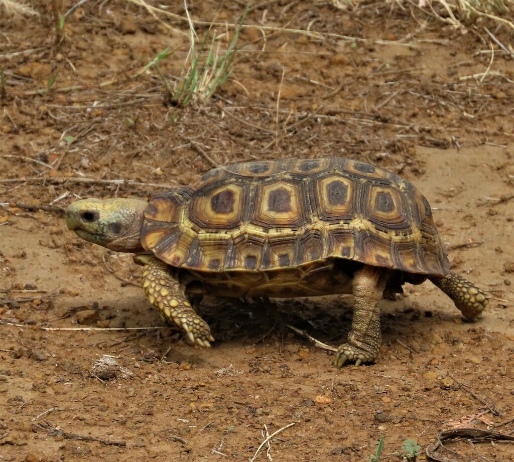 Speke's Hinge-back Tortoise from Mbuluzi Game Reserve, Eswatini on