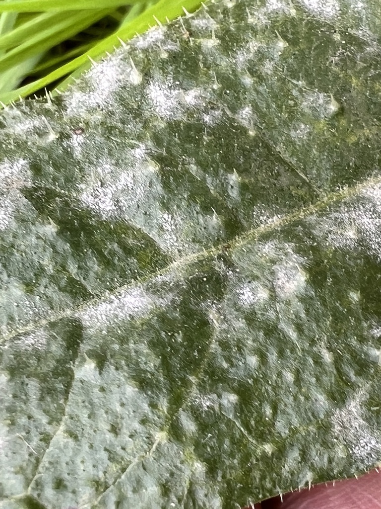 plurivorous sunflower powdery mildew group from Waiheke Island, Waiheke