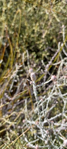 Image of Lachnospermum neglectum by (c) Danie Palm, some rights reserved (CC BY)