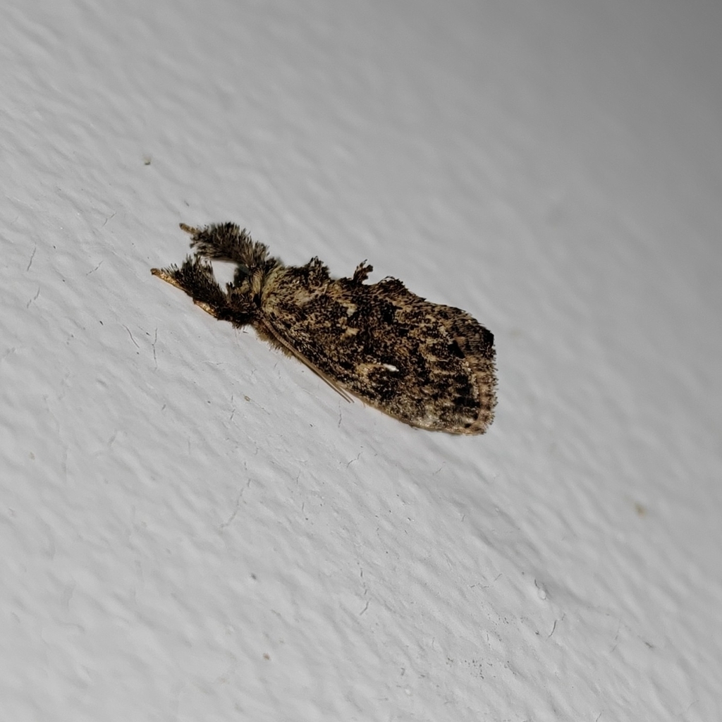 Narosa rosipuncta