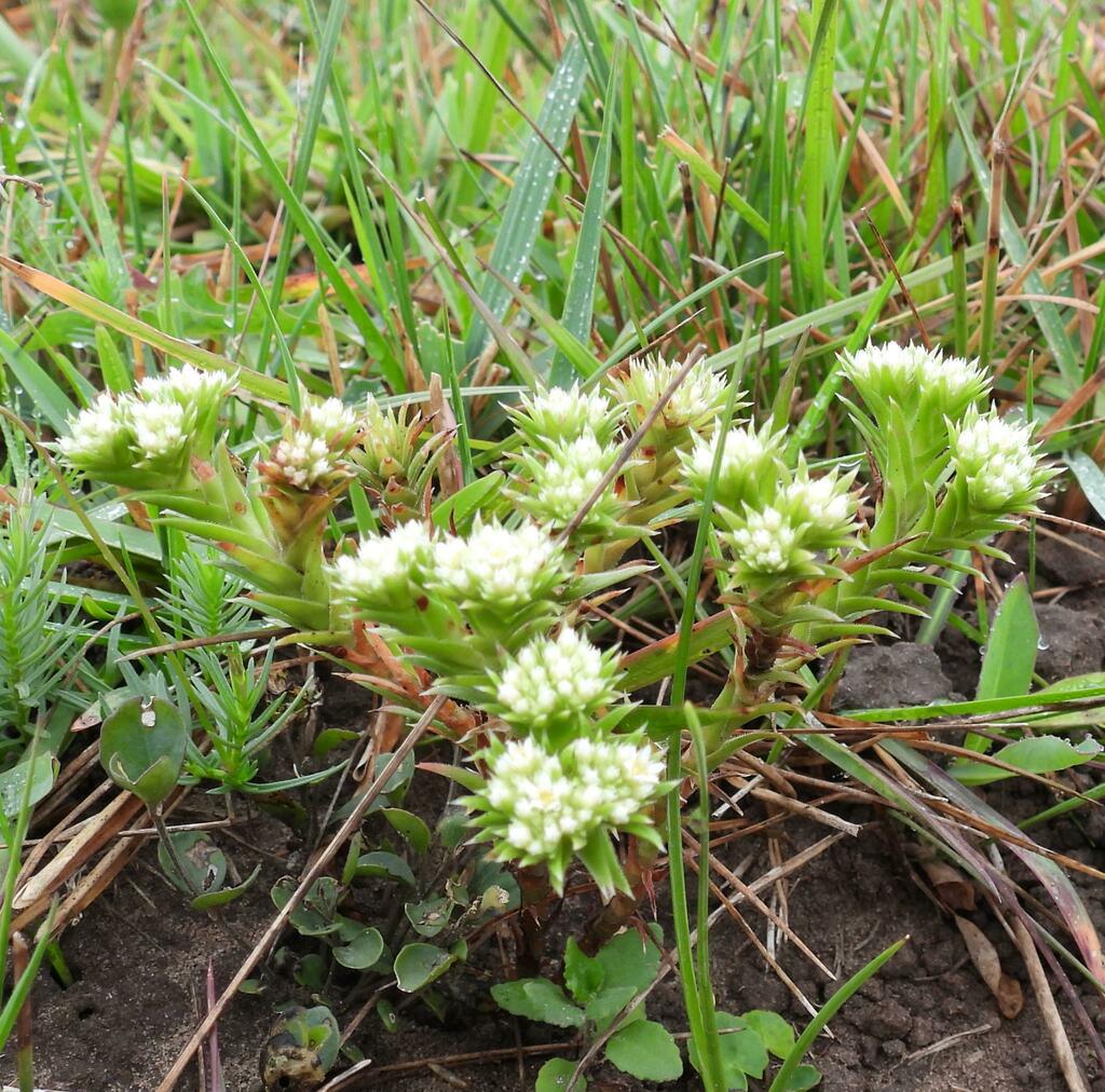 Crassula southii