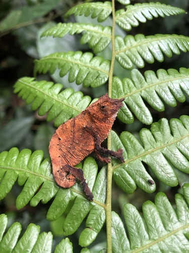 Spectral Pygmy Chameleon