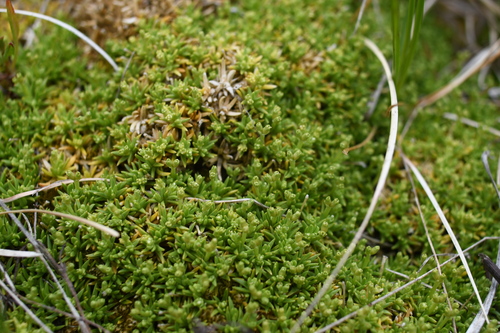Image of Scleranthus biflorus by (c) Em Lamond, some rights reserved (CC BY)