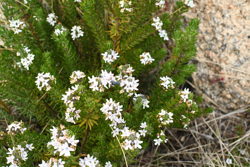 Image of Westringia senifolia by (c) Em Lamond, some rights reserved (CC BY)