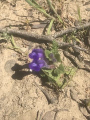 Scutellaria tuberosa