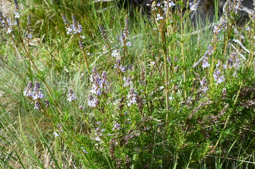 Image of Veronica nivea by (c) Em Lamond, some rights reserved (CC BY)