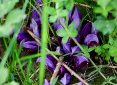 Lathraea clandestina