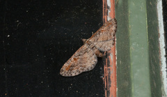 Eupithecia graefii