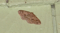 Melanolophia imitata